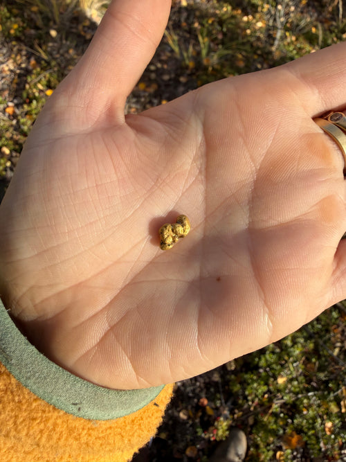 2.3 gram Klondike Gold Nugget - September Drop — 2 g natural gold nugget