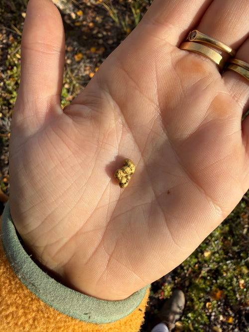 2.3 gram Klondike Gold Nugget - September Drop — 2 g natural gold nugget